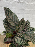 Calathea Sanderiana