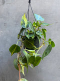 Philodendron Scandens Brasil Hanger
