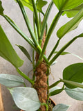 Philodendron Silver Queen