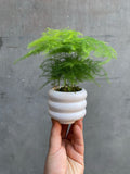 Asparagus Fern