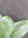 Philodendron Silver Queen