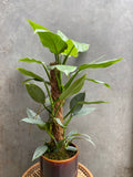Philodendron Silver Queen