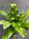 Crocodile Fern