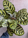 Calathea Makoyana