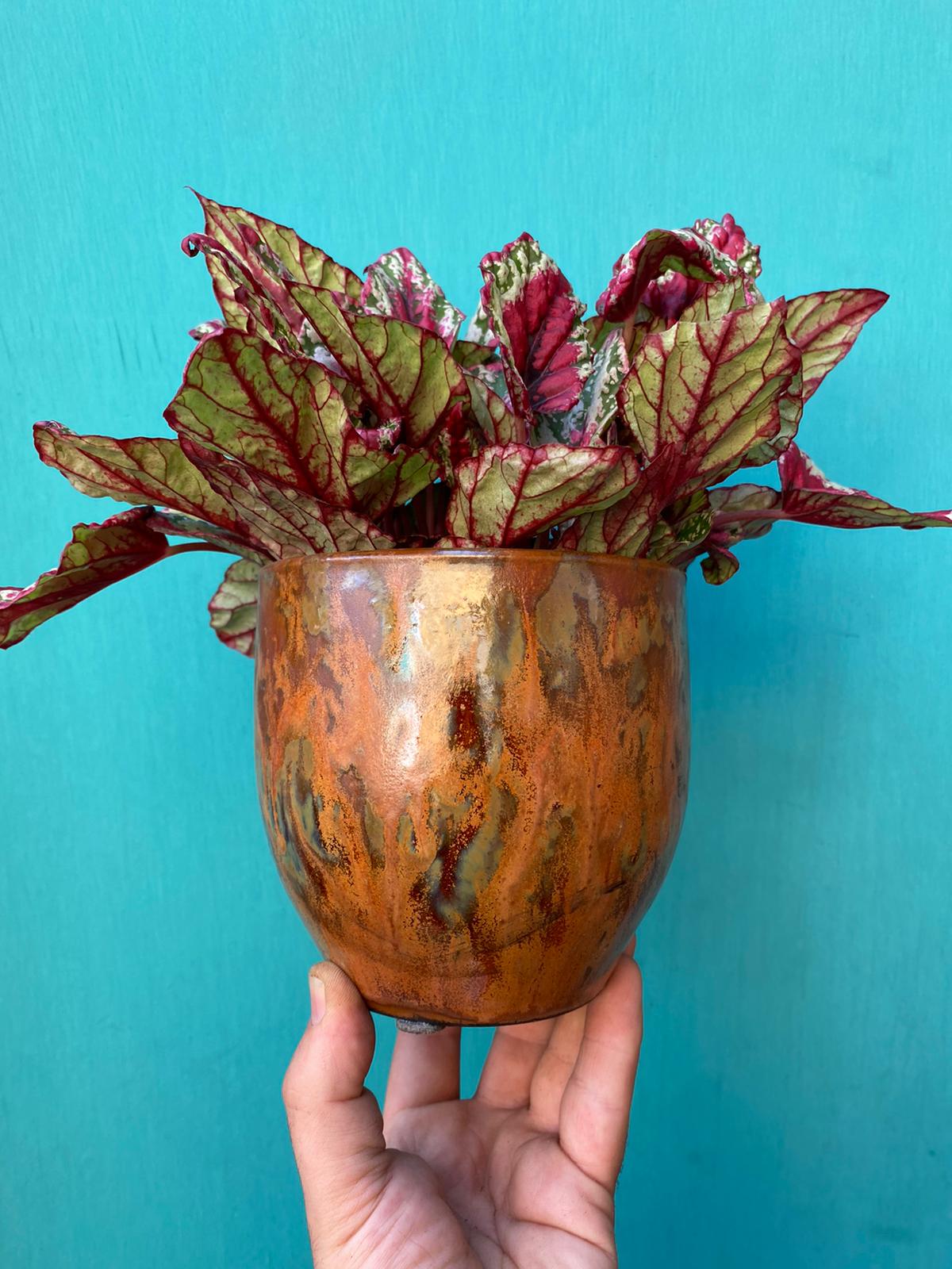 Medium Pots (D12cm - D17cm)
