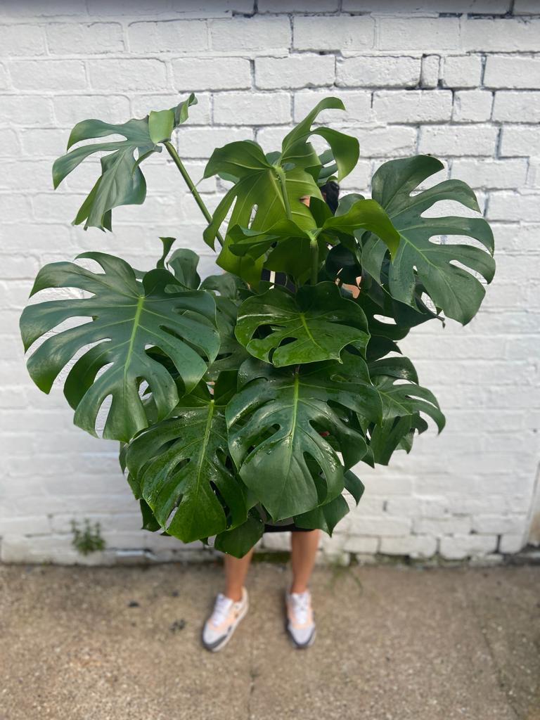 Easy care plants