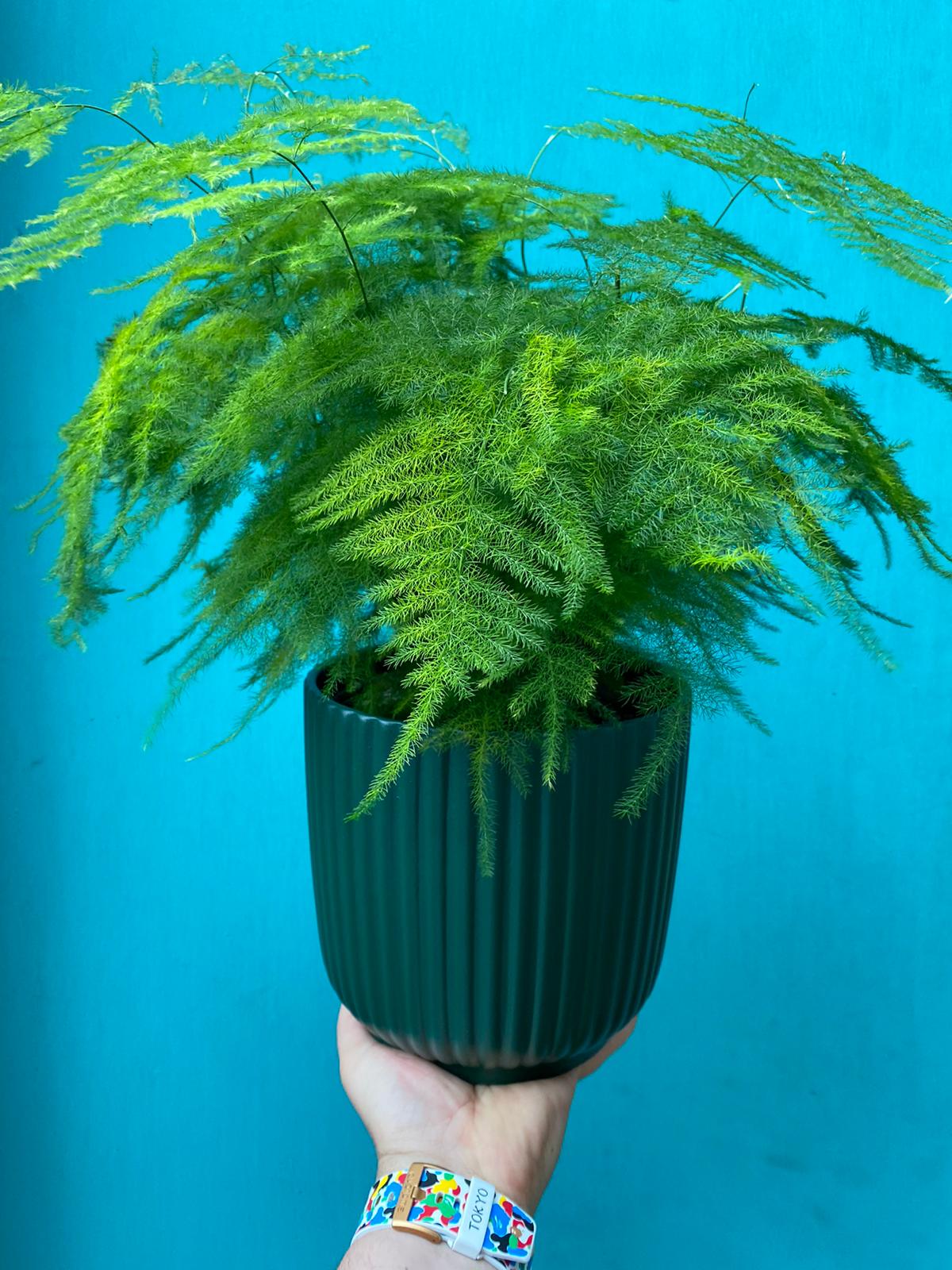Large Pots (D18cm - 28cm)