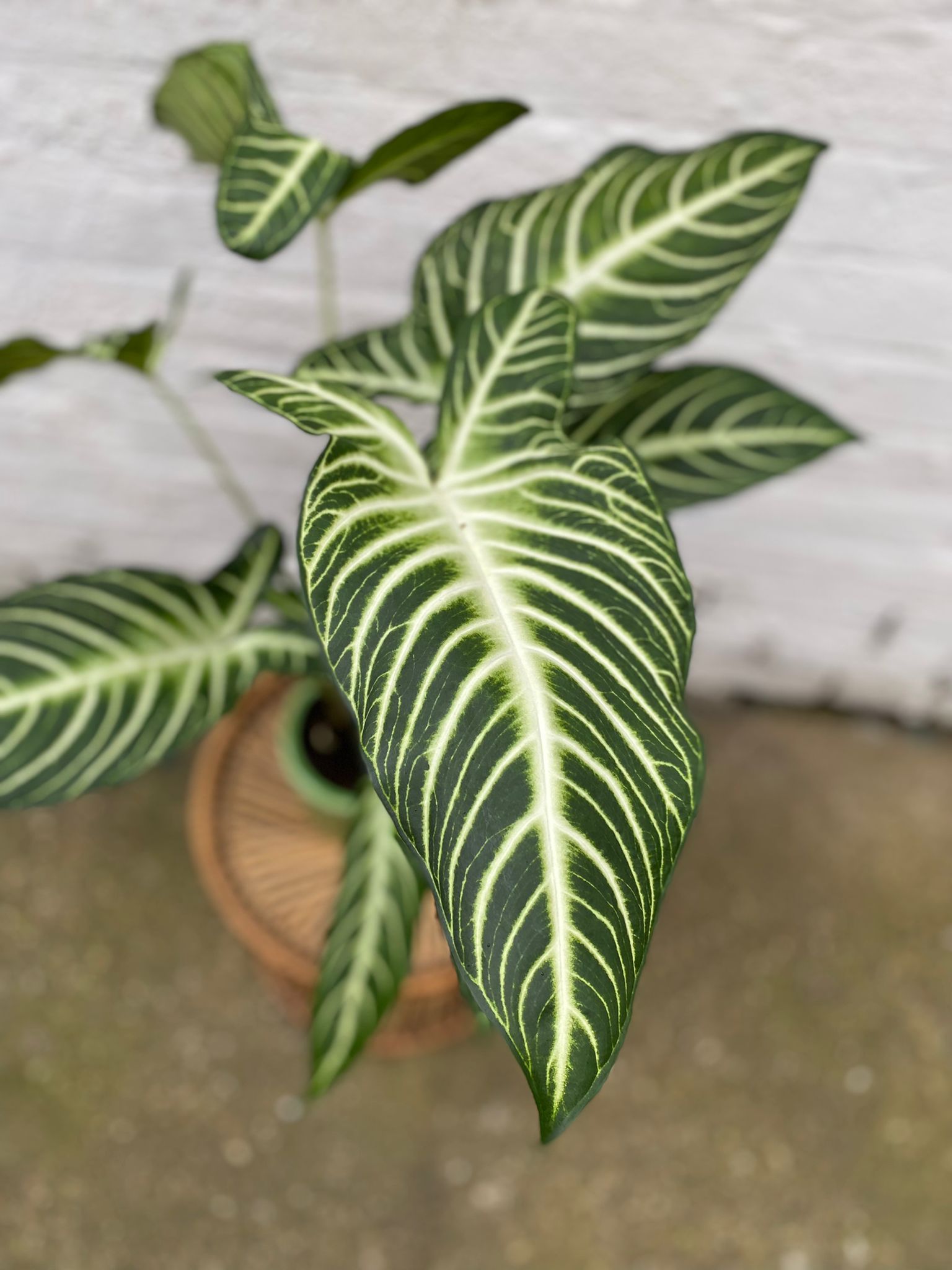 Rare and unusual plants