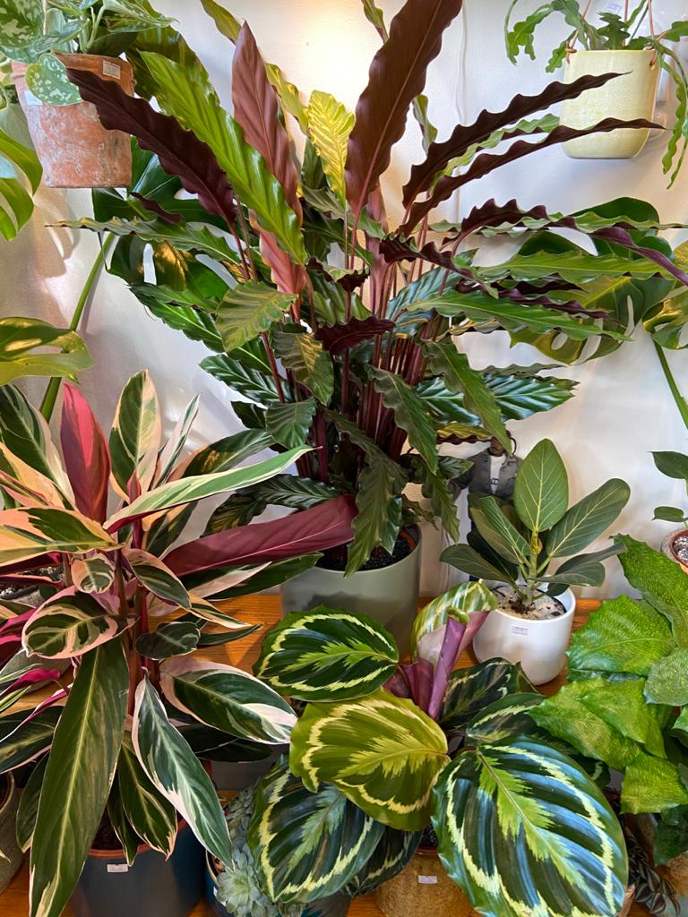 All Plants 