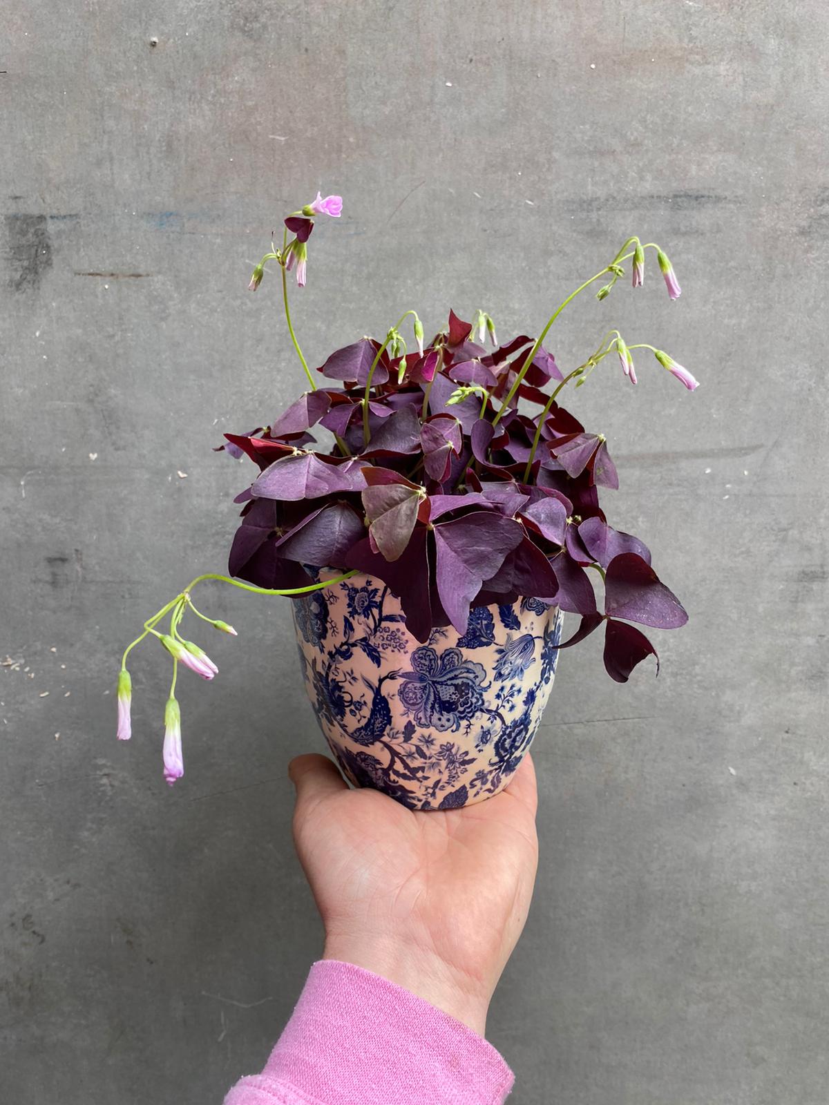 Small Pots (D8cm - D11cm)
