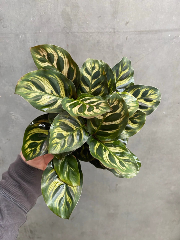 Medium light plants