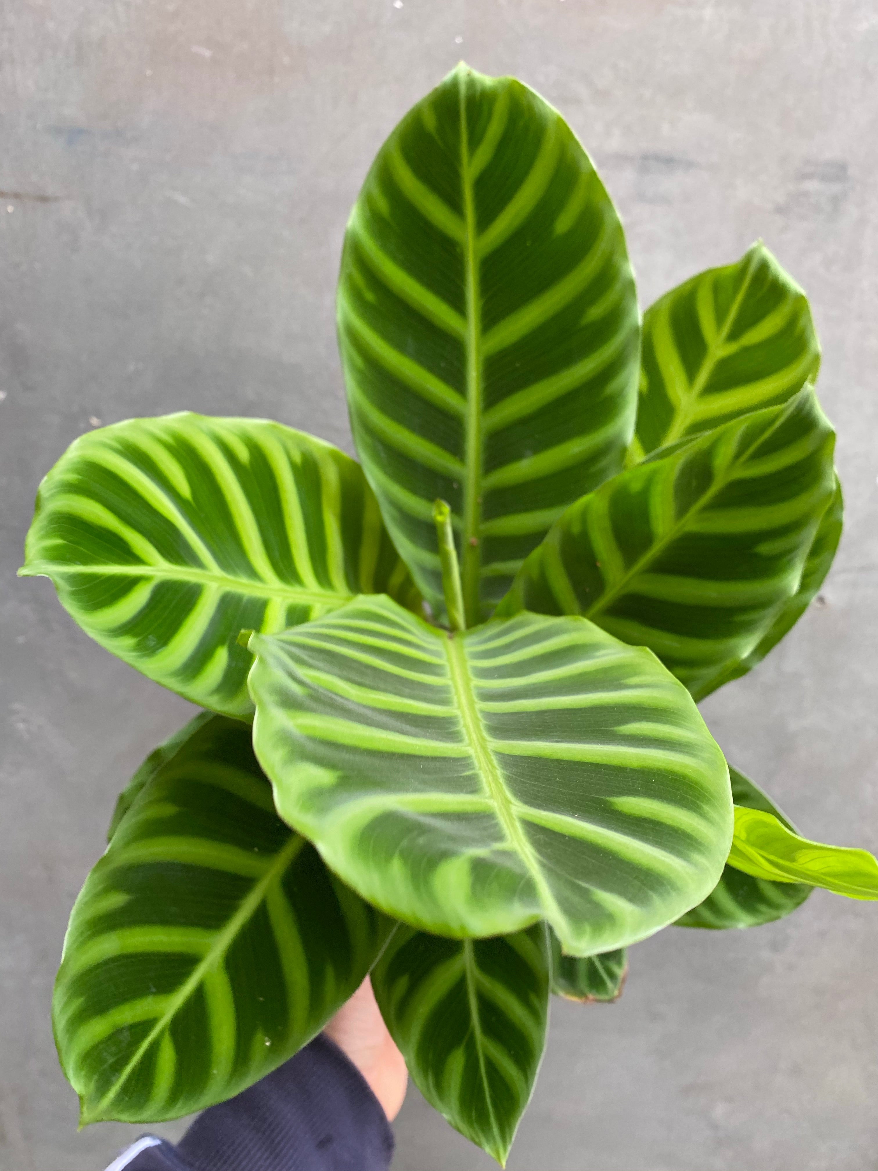 Pet Friendly Plants