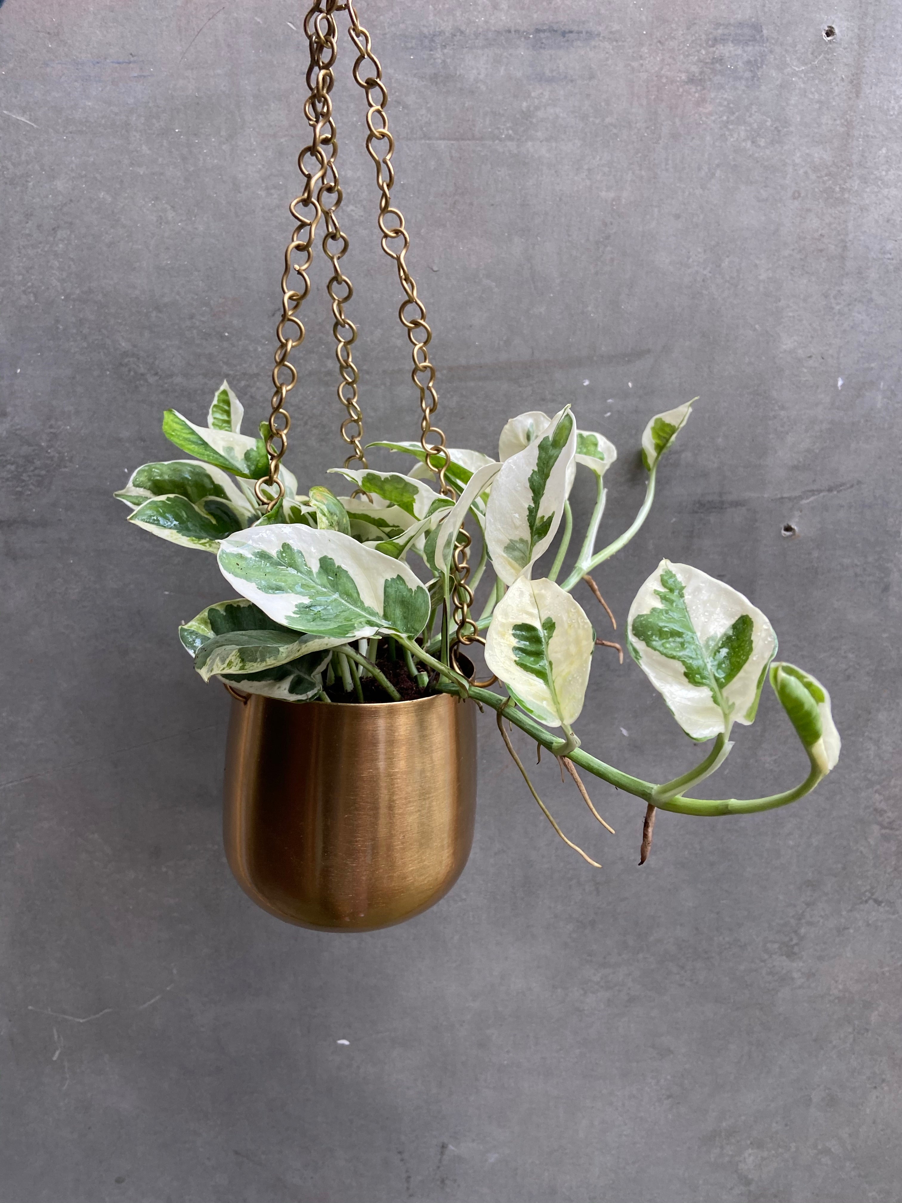 Hanging Pots