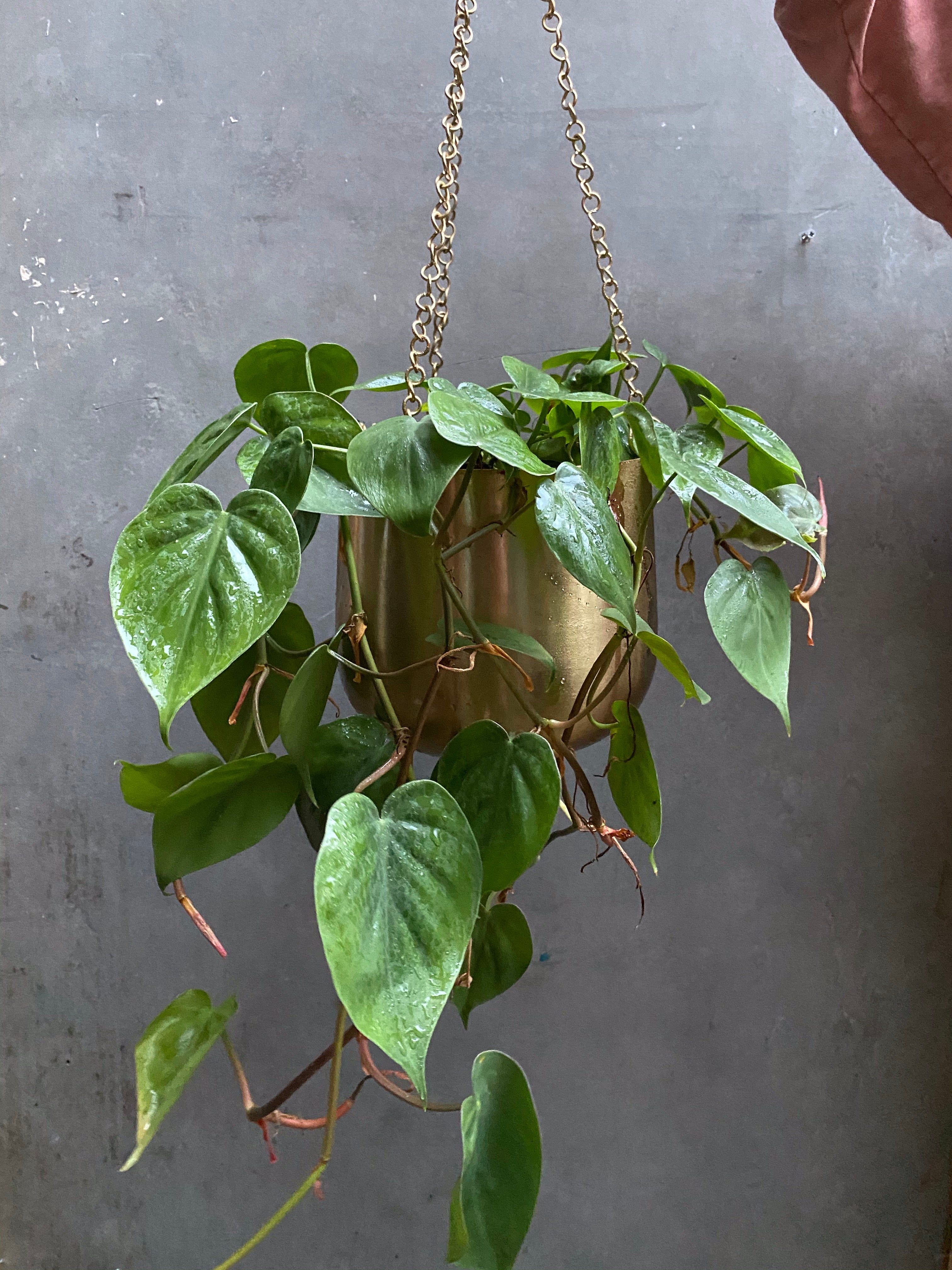 Trailing Plants