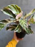 Calathea White Fusion