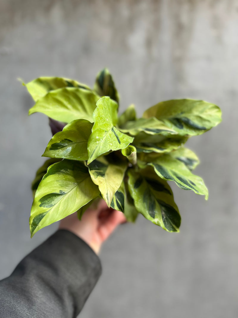 Calathea Yellow Fusion-3