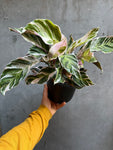 Calathea White Fusion