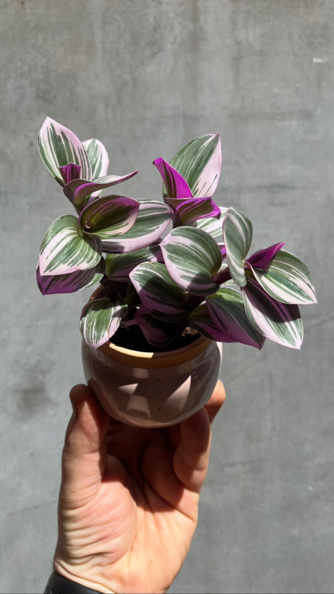 Tradescantia Nanouk