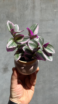 Tradescantia Nanouk-1
