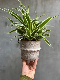 Spider Plant-2