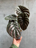 Alocasia Red Secret