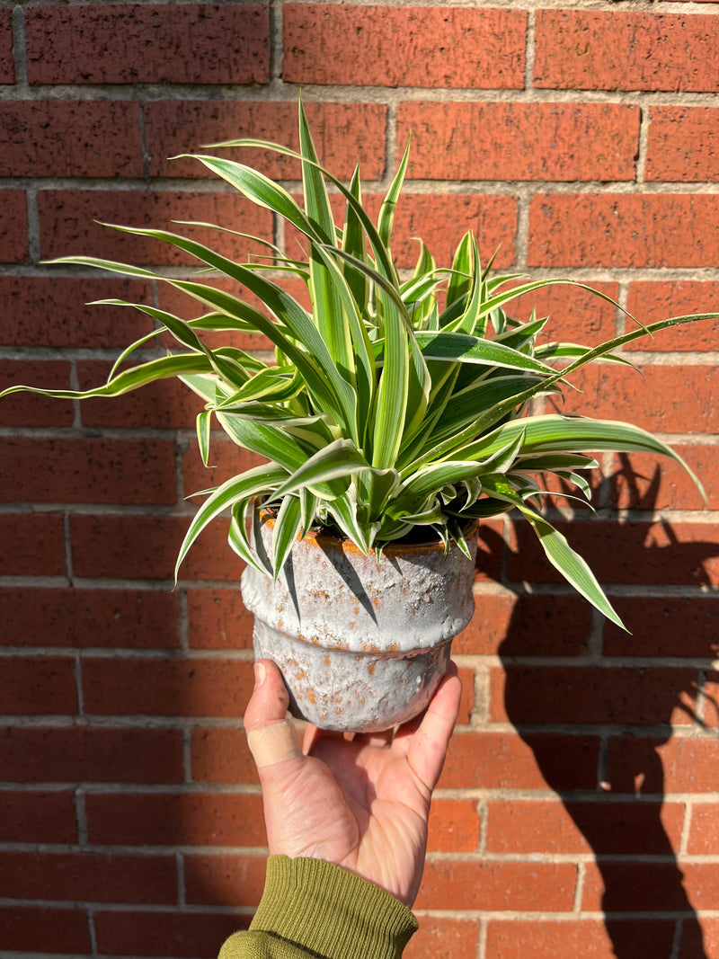 Spider Plant-4