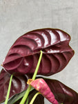 Alocasia Red Secret