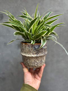 Spider Plant-3