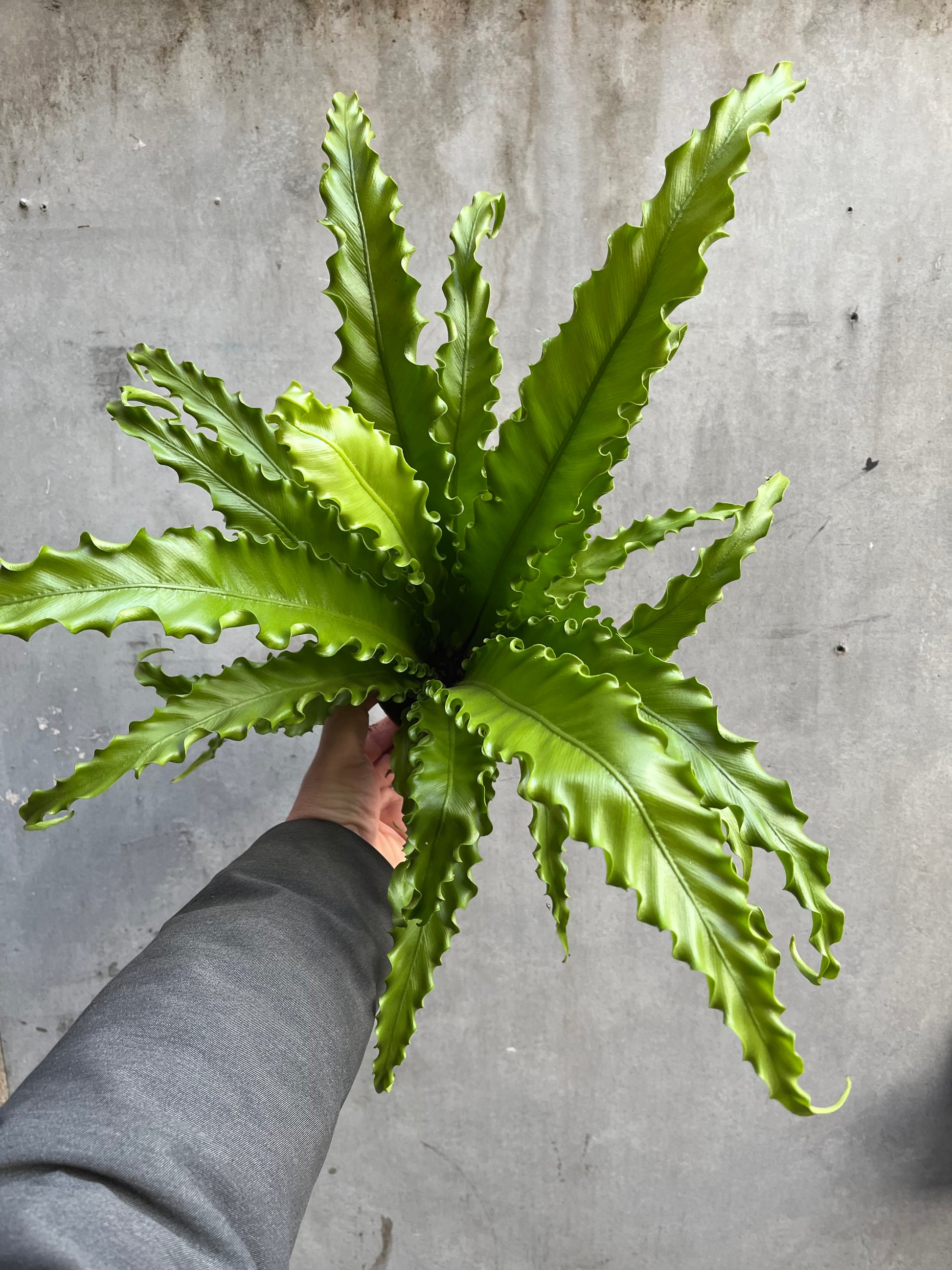 Bird’s Nest Fern-1