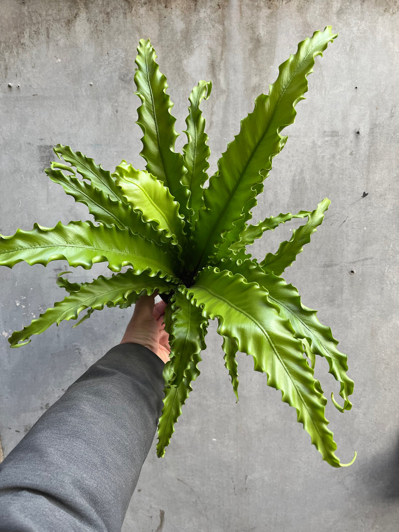 Bird’s Nest Fern-1