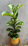Fiddle Leaf Fig
