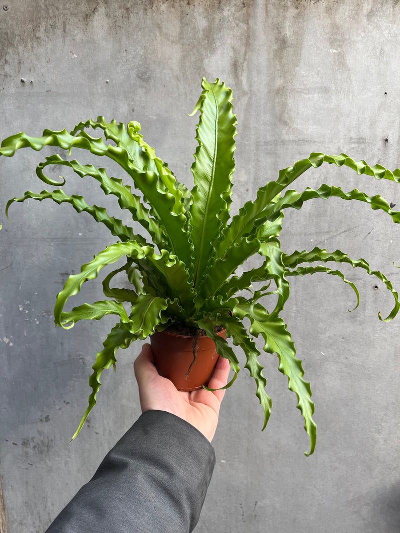 Bird’s Nest Fern-2