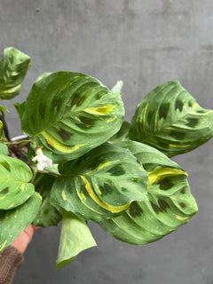Prayer Plant-7