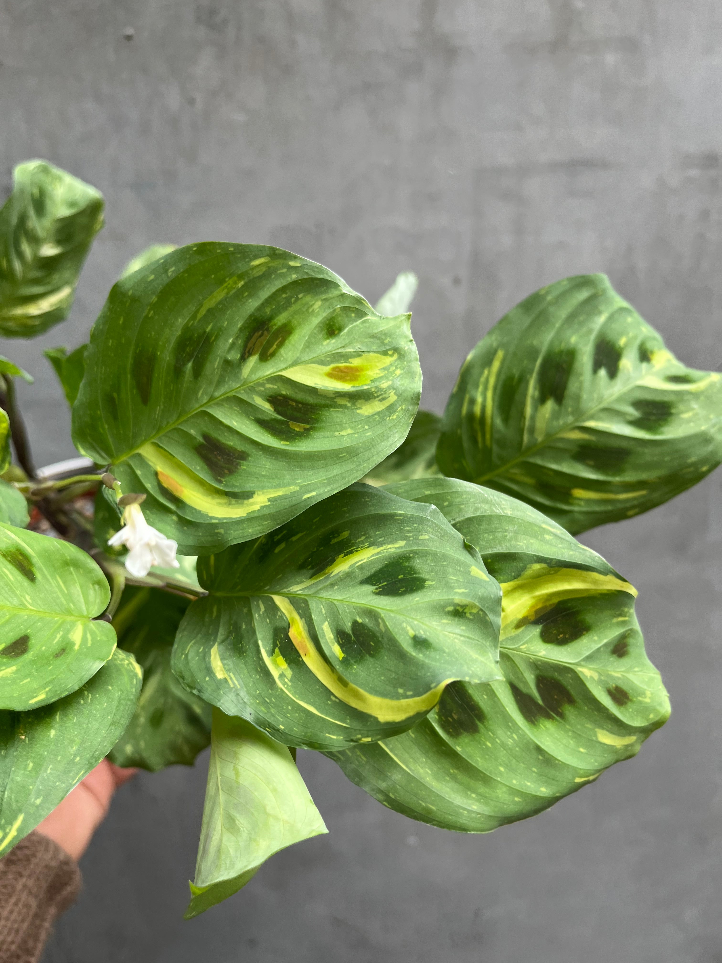 Prayer Plant-7