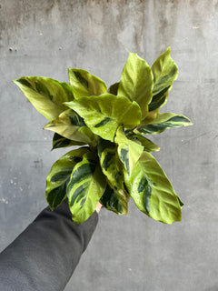 Calathea Yellow Fusion-1