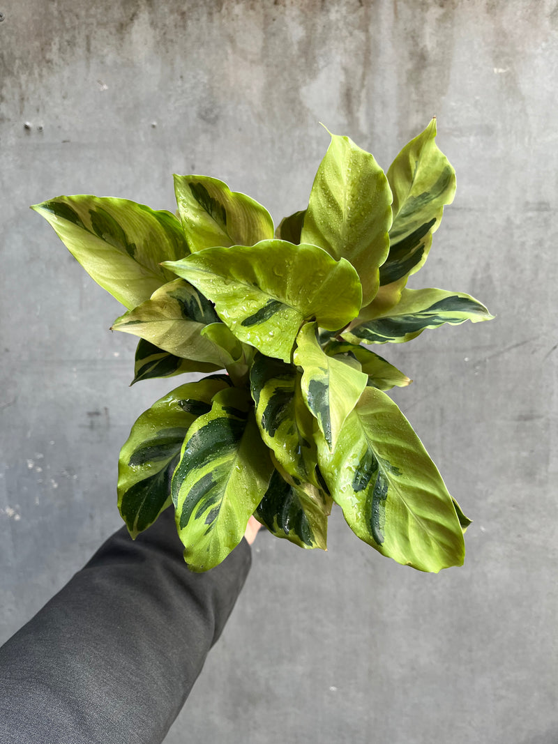 Calathea Yellow Fusion-1