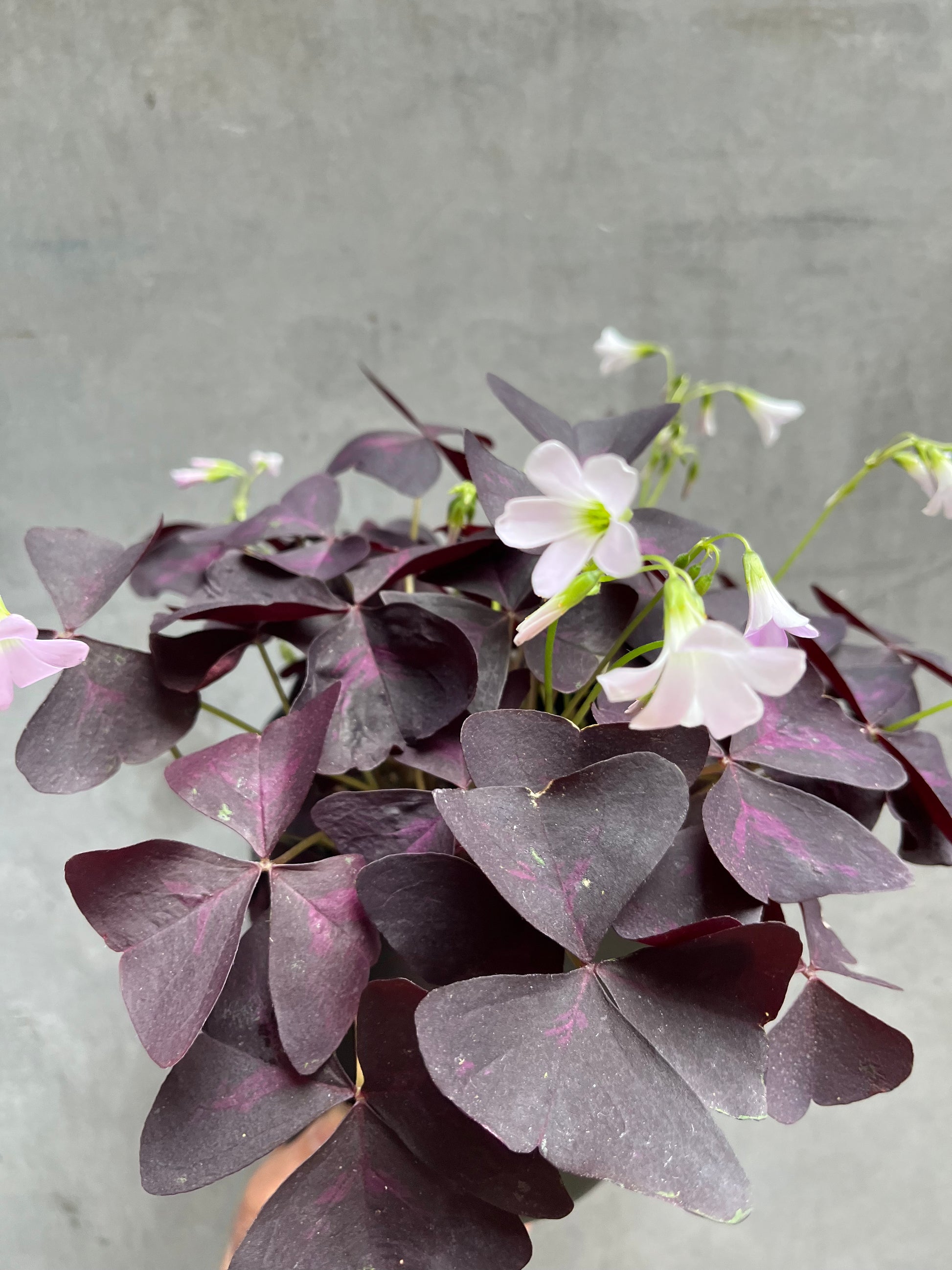 Oxalis Triangularis-2