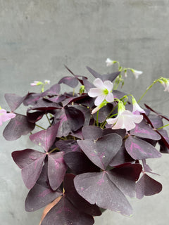 Oxalis Triangularis-2
