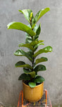 Fiddle Leaf Fig