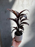 Cordyline