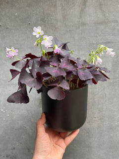 Oxalis Triangularis-3