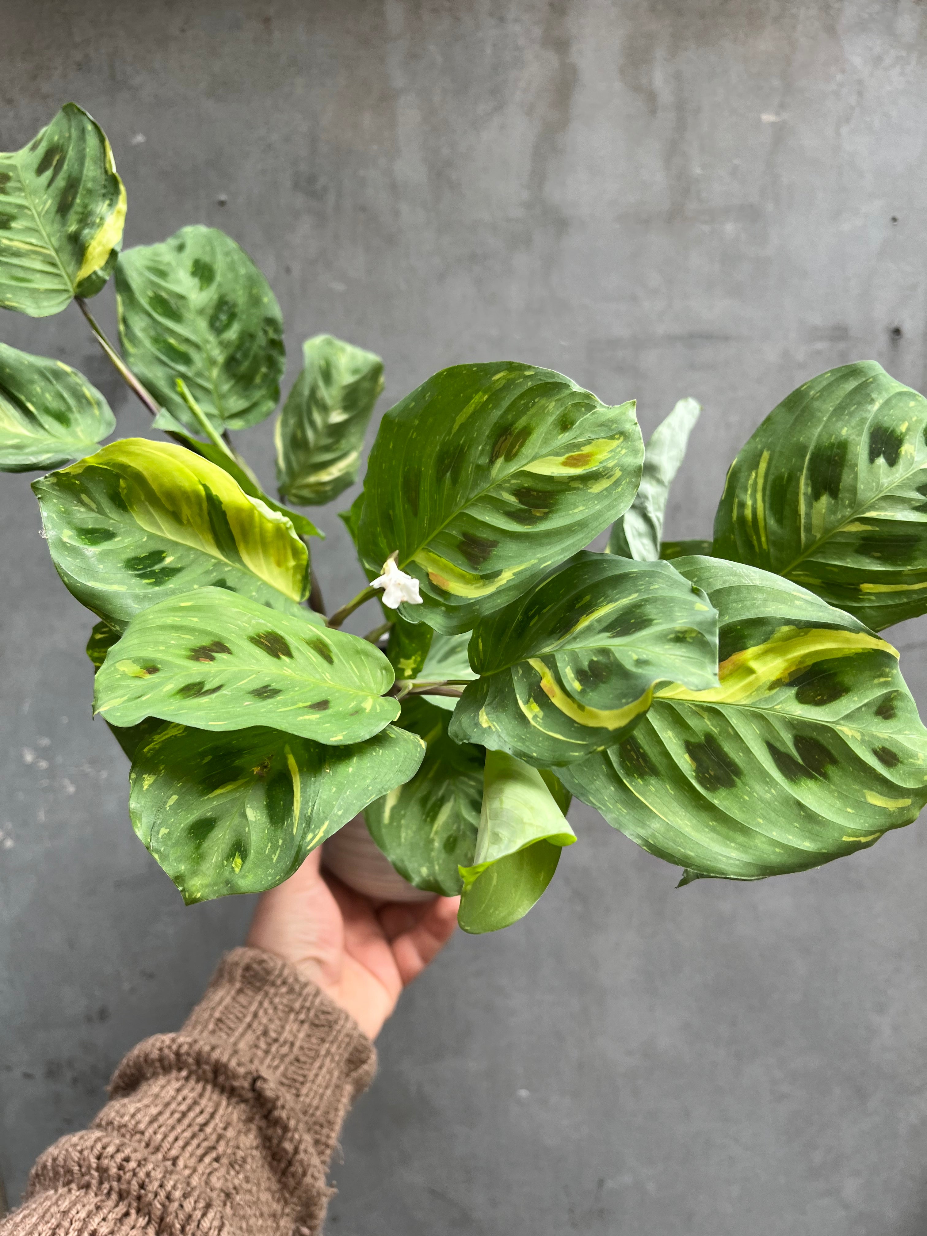 Prayer Plant