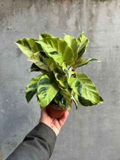 Calathea Yellow Fusion-2