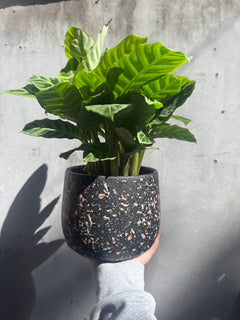 Alfie Terrazzo Planter-3