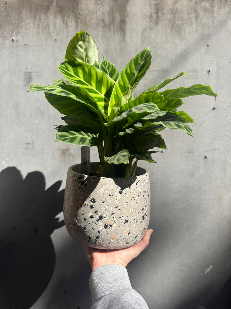 Alfie Terrazzo Planter-4