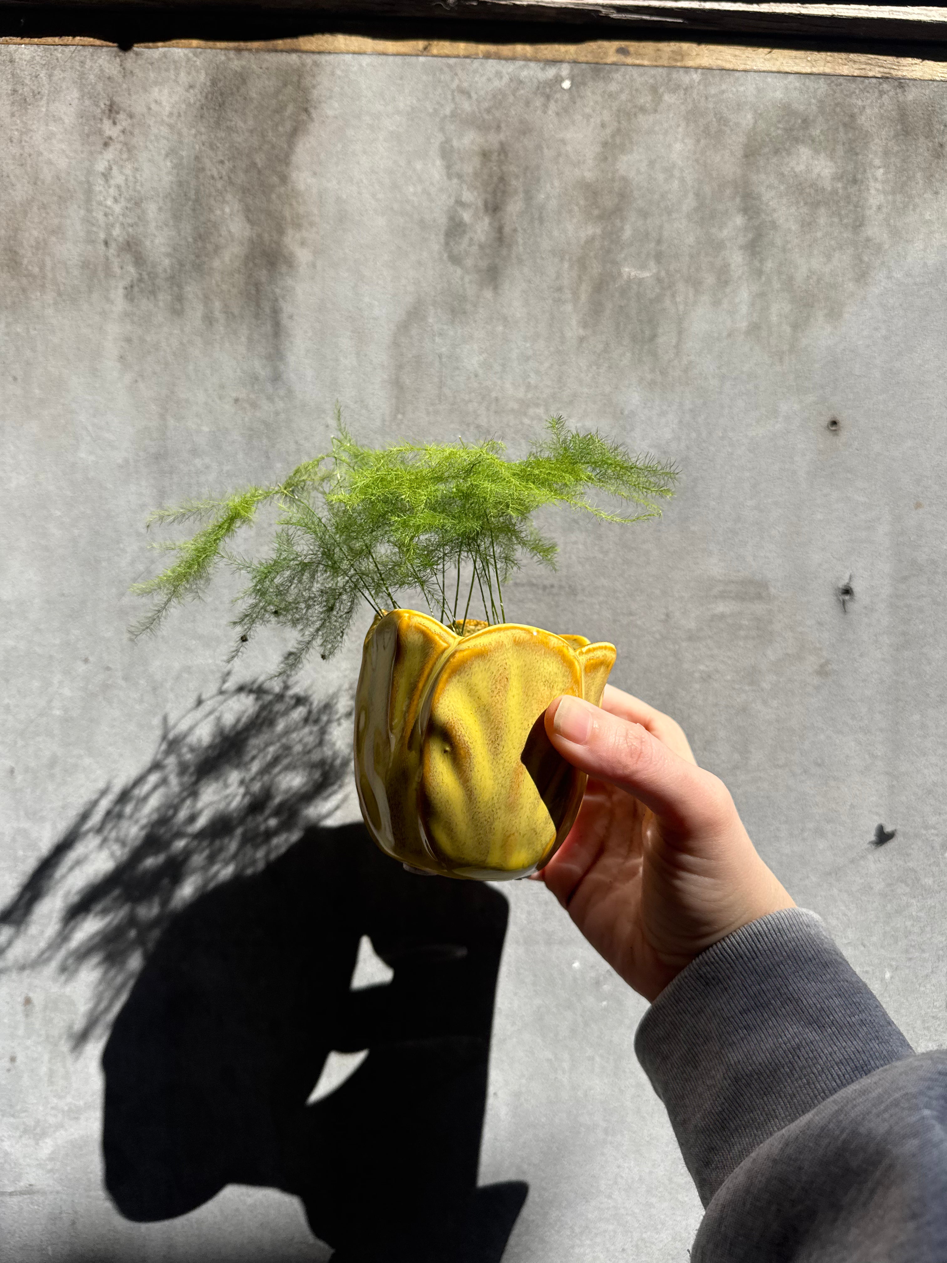 Alyssa Tulip Mustard Planter