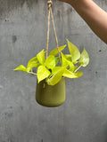 Golden Pothos