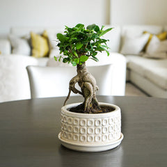 White Round Bonsai Planter Set of 2-2