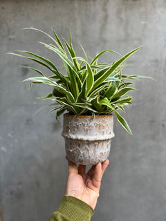 Spider Plant-1