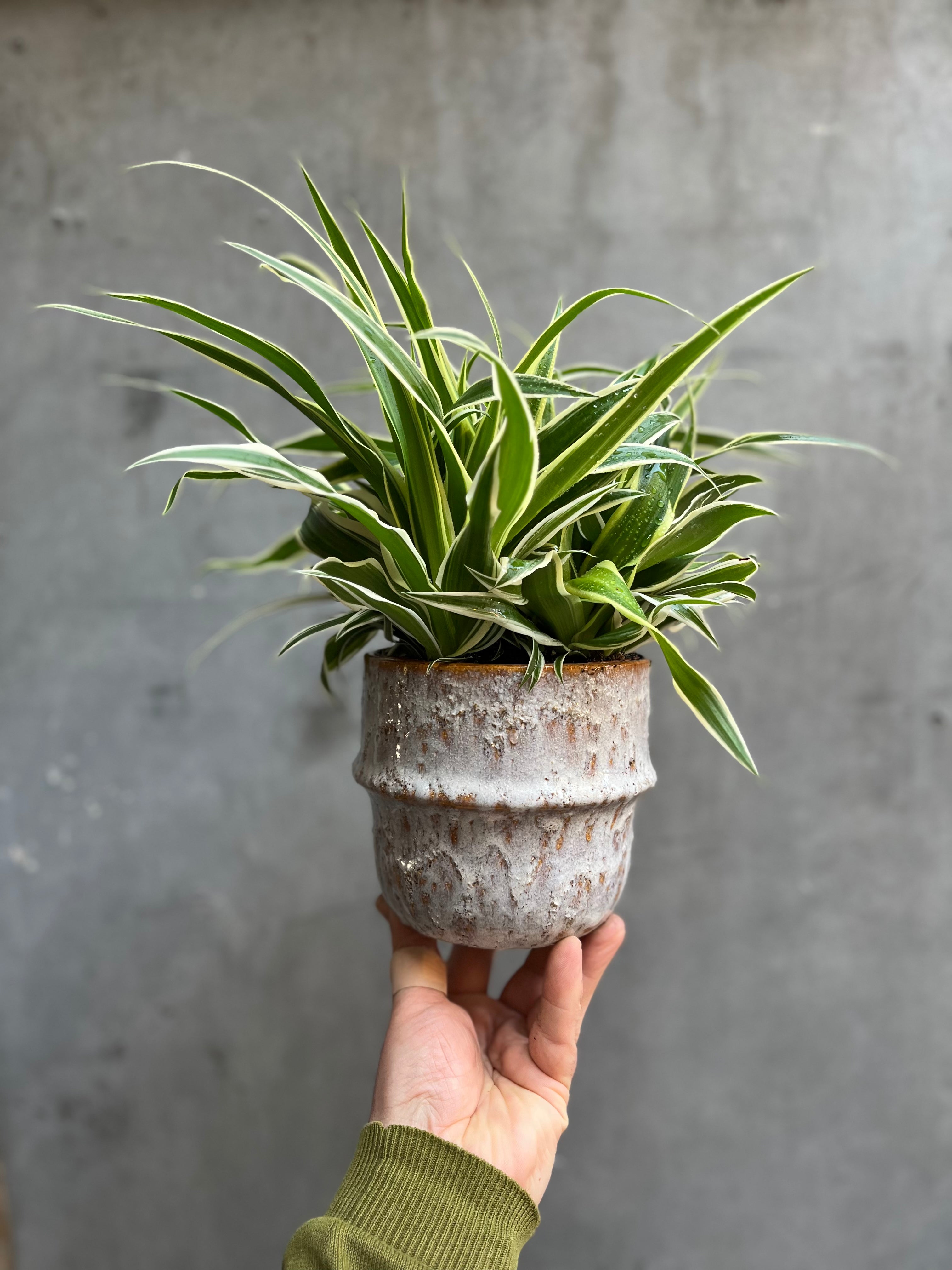 Spider Plant